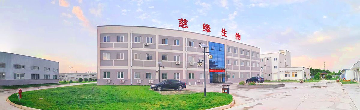 Astragalus Root Extract Powder factory.jpg